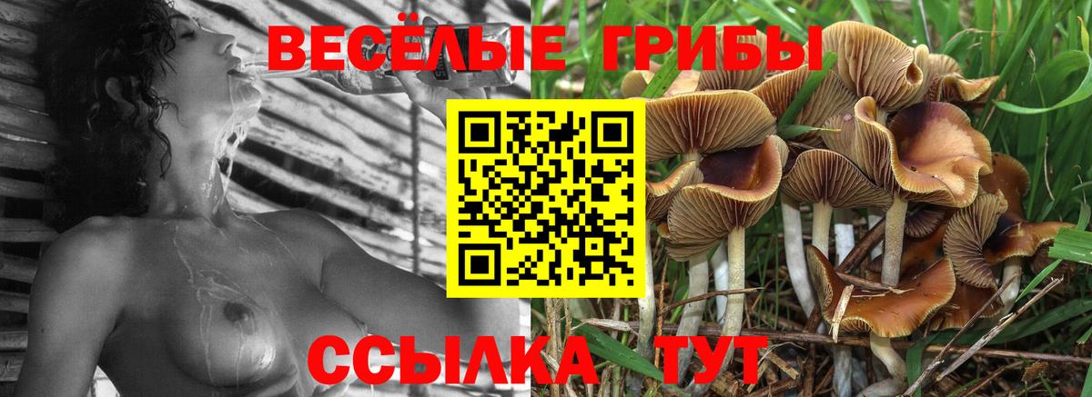 Энгельс  Галлюциногенные грибы GOLDEN TEACHER  Вход с VPN 